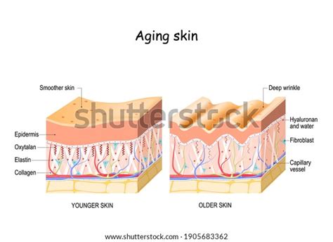 Aging Skin Comparison Difference Between Older Stock Vector (Royalty Free) 1905683362 | Shutterstock