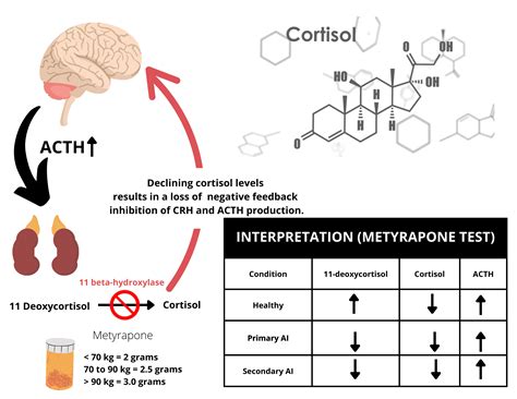 Metyrapone Test My Endo Consult