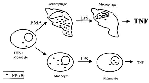 Schematic representation of the interrelationship between monocyte ...