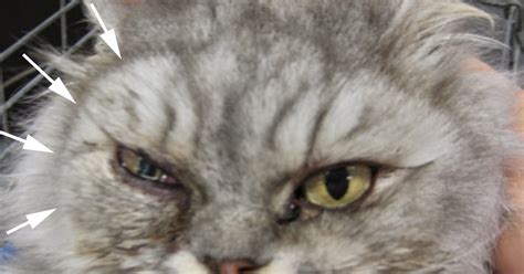 Small Animal Talk: Fighting feline fungal disease