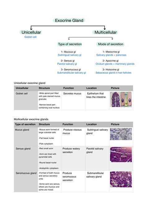 SOLUTION Comparison Between Epithelial And Connective Tissues