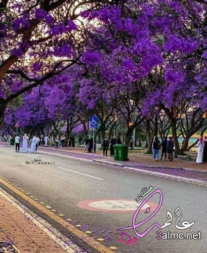 معلومات عن شجرة الجاكرندا البنفسجية Jacaranda Mimosifolia شبكة عالمك