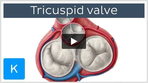 Atrioventricular Valve Histology