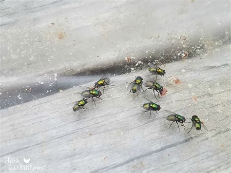 Control Flies Naturally In Your Chicken Coop And Run Fresh Eggs Daily