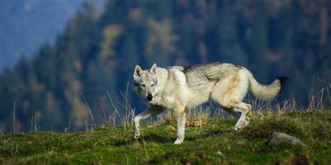 How to Survive a Wolf Attack | All You Need to Know