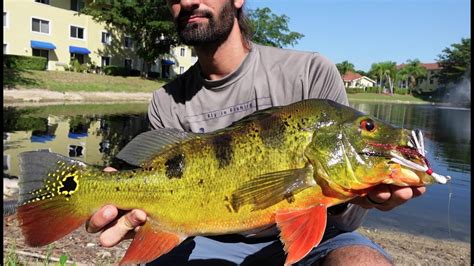 Catching Big Naples Florida Peacock Bass Youtube