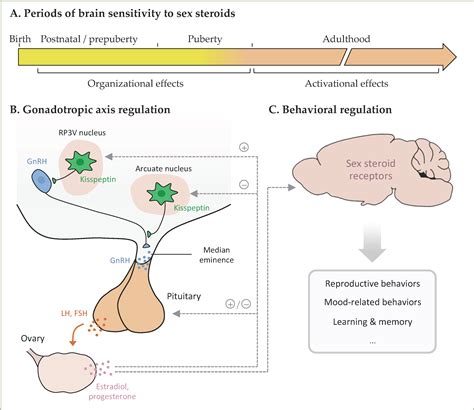 Ijms Free Full Text Behavioral Effects Of Exposure To Phthalates In