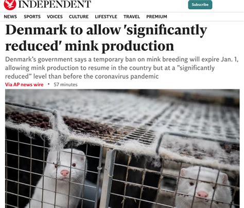 Denmark to allow 'significantly reduced' mink production | The Independent : r/VeganLobby