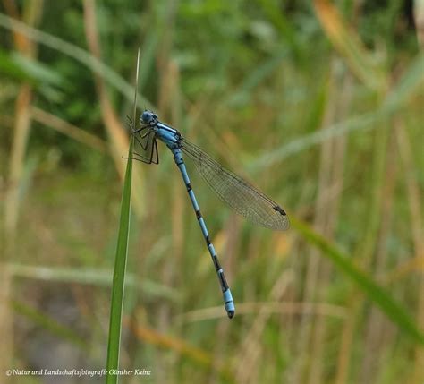 Gemeine Becherjungfer Enallagma Cyathigerum NGID911353 Flickr