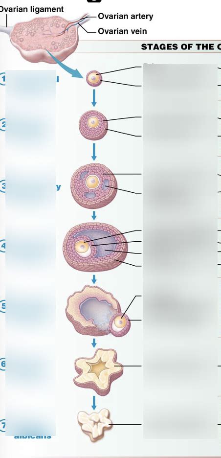 oogenesis label Diagram | Quizlet