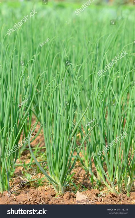 Onions Tree Vegetable Garden Stock Photo 248118283 Shutterstock