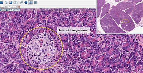 Whole Slide Imaging And Analysis Mbf Bioscience