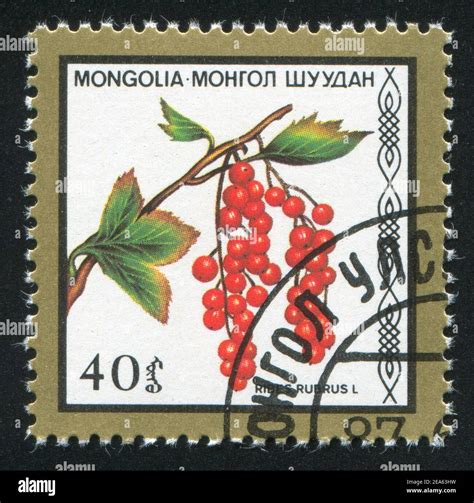 MONGOLIA CIRCA 1987 Stamp Printed By Mongolia Shows Cranberry