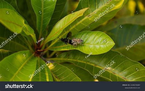 Spider Catch Wasp On Guava Leaves Stock Photo 2194276487 Shutterstock