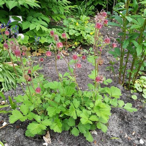 Knikkend Nagelkruid Stichting Botanische Tuin Dr Costerus