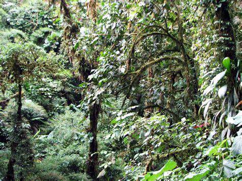 Santa Elena Cloud Forest Reserve Info, maps and links