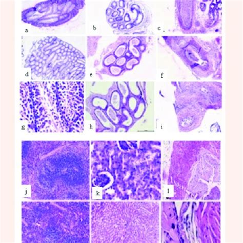 Representative Photomicrographs Of Histopathological Examination Of