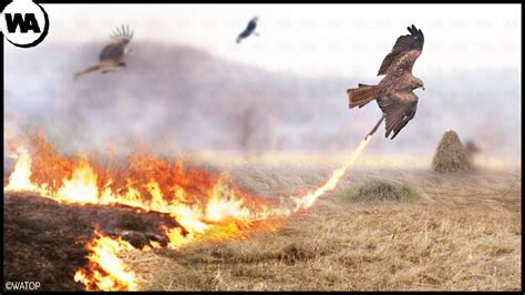 This Is How Birds Use Fire Youtube