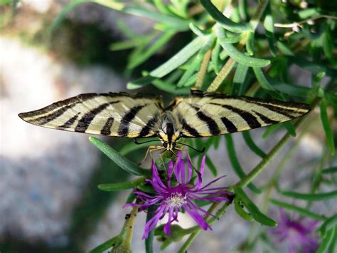 Butterfly Insect Black Free Photo On Pixabay Pixabay