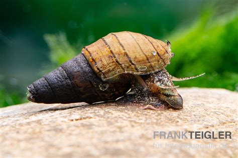 Rotfuß Turmdeckelschnecke Tarebia Lineata Tiere Schnecken