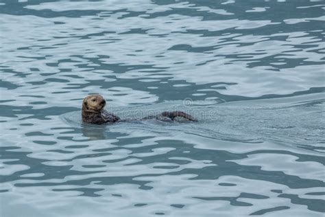 Sea Otter Floating On Its Back In The Ocean Of Prince William Sound