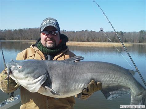 James River Catfishing Guide Guide Service For Blue Catfish On The