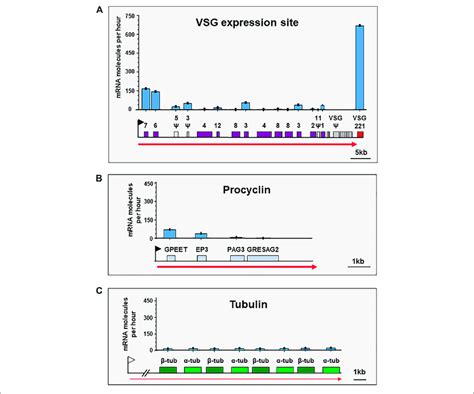 VSG Is The MRNA Generated At The Highest Rate In Bloodstream Form T