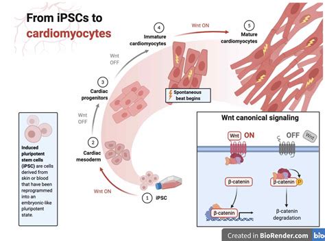 Cardiomyocytes Cardiac Muscle Cells Structure Function Cell Biology And Histology