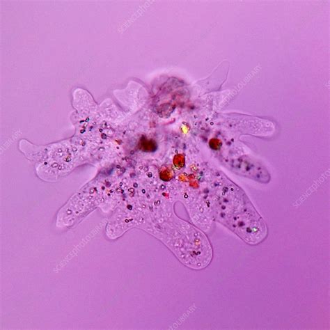 Amoeba Light Micrograph Stock Image C Science Photo Library