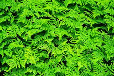 repeating patterns in ferns | Coletivos