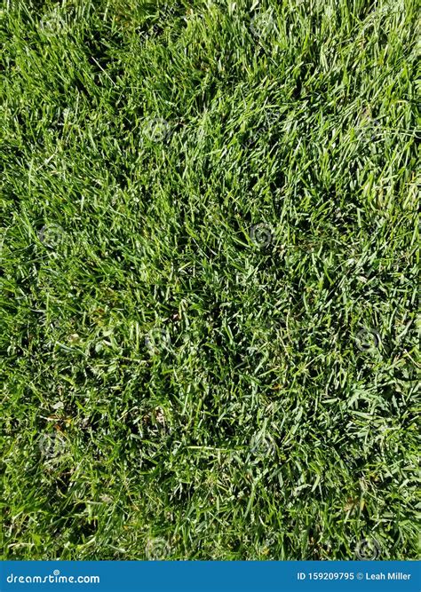 Freshly mowed grass stock image. Image of green, grass - 159209795