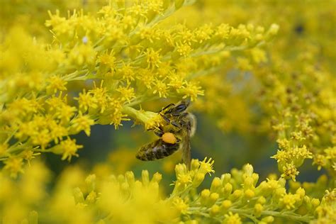 Bee Goldenrods Pollination Wild - Free photo on Pixabay - Pixabay