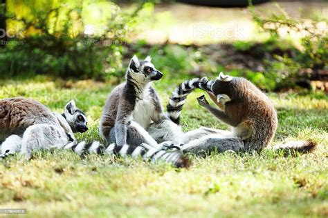 Cute Lemur Word Stock Photo Download Image Now Animal Animal