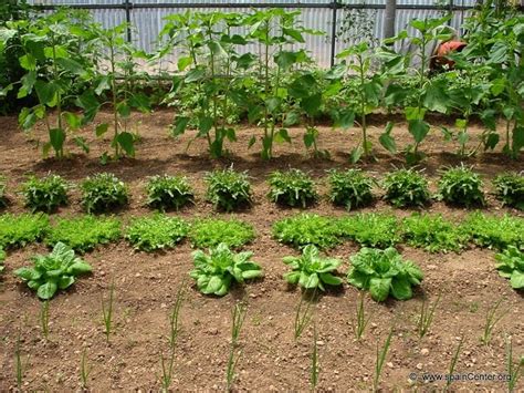 Cómo se puede aplicar la agroecología en el hogar 10 formas de