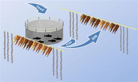 Conceptual Diagram Of An Integrated Multi Trophic Aquaculture Imta