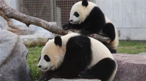 Top Des Faits Int Ressants Sur Les Pandas