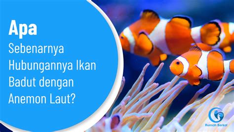 Apa Sebenarnya Hubungannya Ikan Badut dengan Anemon Laut?