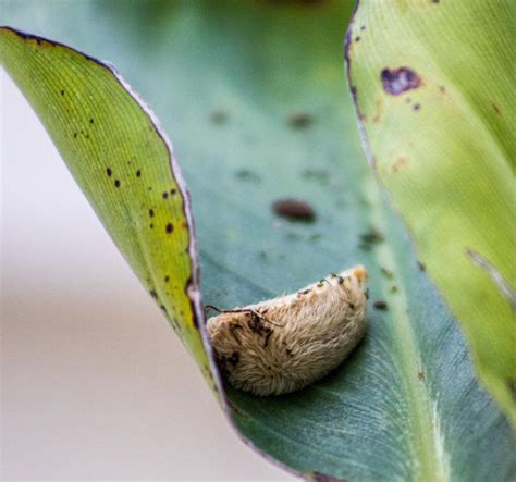 Fuzzy Venomous Caterpillar Terrorizes Floridians Amid Milton Storm