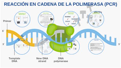 Pcr O Reacción En Cadena De La Polimerasa Información Científica