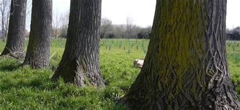 Il Bosco Dei 100 Passi Di San Vito Una Vittoria Contro La Mafia