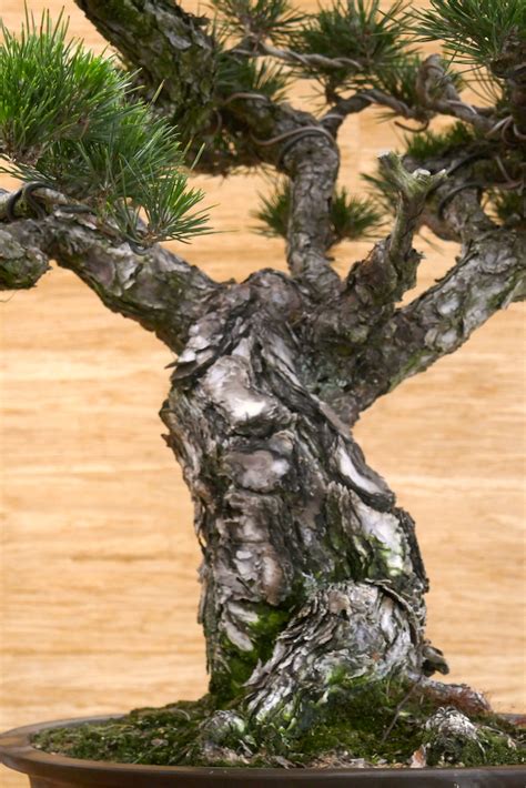 Specimen Japanese Black Pine Greenwood Bonsai Studio