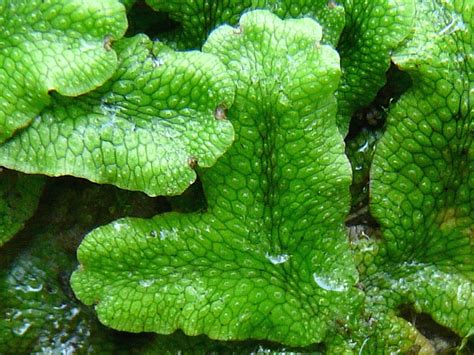 Toronto Wildlife - Liverworts