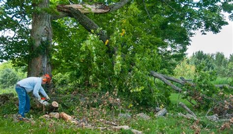 5 Tips And Tricks For Dealing With Brush And Tree Debris Hobby Farms