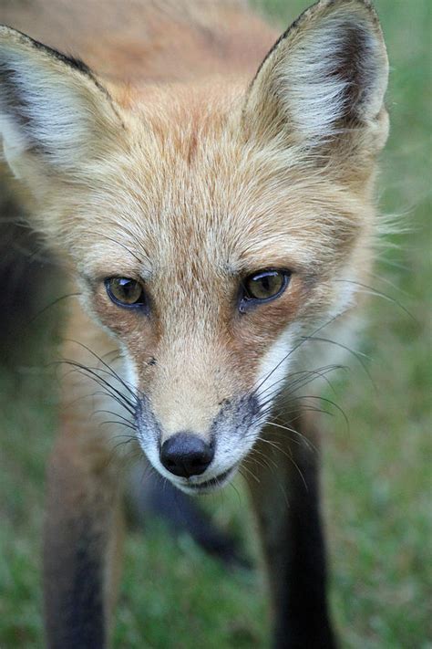 Red Fox Photograph By Gord Patterson Pixels