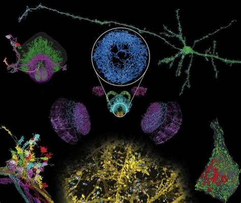 New brain imaging technique has incredible resolution - BCH Magazine