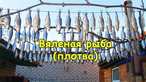 Вяленая рыба (плотва) - YouTube