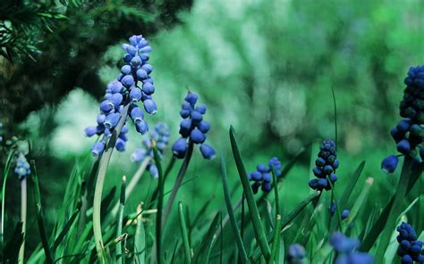 Flores De Jacinto De Uva Azul Muscari Flores Hierbas Hierba Uva