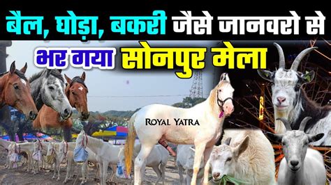 Sonpur Mela आ गया राजस्थानी बकरियाँ Sonpur Mela 2022 Sonpur Pashu