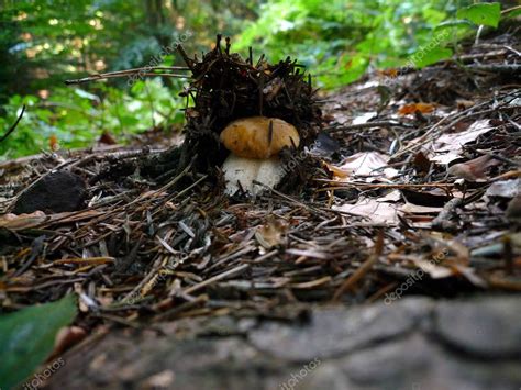 Boletus Hongo En Un Bosque Boletus Edulis Es Un Hongo Basidiomiceto Y