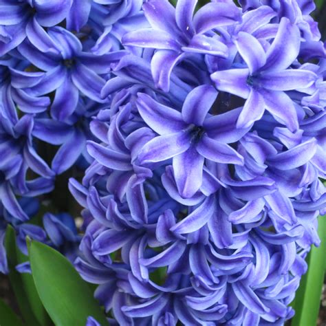 Buy Hyacinth Blue Mixed Free Delivery